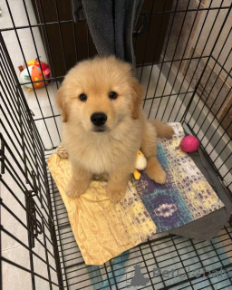 Foto №2 zu Ankündigung № 138962 zu verkaufen golden retriever - einkaufen USA quotient 	ankündigung, züchter