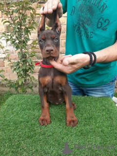 Foto №2 zu Ankündigung № 177520 zu verkaufen dobermann - einkaufen Serbien züchter