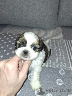 Foto №4. Ich werde verkaufen lhasa apso, german spitz, pommersche spitz, shih tzu in der Stadt Vilnius. quotient 	ankündigung, vom kindergarten, züchter - preis - 700€