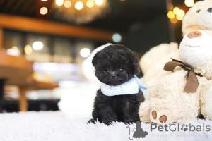 Foto №4. Ich werde verkaufen pudel (toy) in der Stadt Kalifornien. züchter - preis - verhandelt