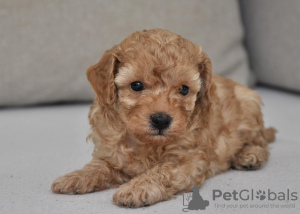 Foto №3. Mini poodles. Serbien