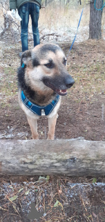 Foto №4. Ich werde verkaufen mischlingshund in der Stadt Wolgograd. quotient 	ankündigung - preis - Frei