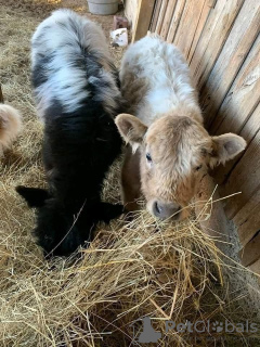 Foto №2 zu Ankündigung № 132674 zu verkaufen  - einkaufen Deutschland quotient 	ankündigung