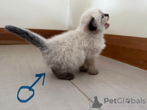 Foto №3. Ragdoll Kätzchen. Neuseeland