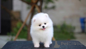 Foto №1. pommersche spitz - zum Verkauf in der Stadt Berlin | 404€ | Ankündigung № 138829