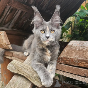 Foto №2 zu Ankündigung № 156994 zu verkaufen maine-coon-katze - einkaufen Schweiz quotient 	ankündigung