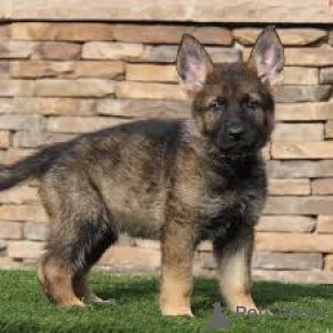 Foto №3. Chiots Berger Deutschland trifft sich mit seiner neuen Familie. Frankreich