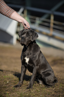 Foto №3. Sehr Rasse Cane Corso. Russische Föderation