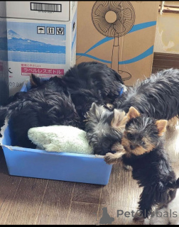 Foto №2 zu Ankündigung № 137402 zu verkaufen yorkshire terrier - einkaufen Swasiland züchter