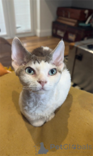 Foto №1. devon rex - zum Verkauf in der Stadt Frrechisch | 350€ | Ankündigung № 154583