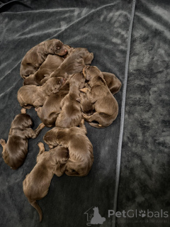 Foto №2 zu Ankündigung № 163388 zu verkaufen dobermann - einkaufen Polen 