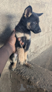 Foto №2 zu Ankündigung № 166113 zu verkaufen deutscher schäferhund - einkaufen Deutschland 