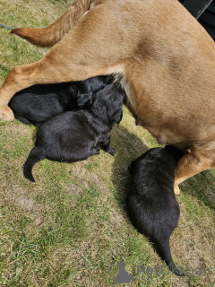 Foto №1. labrador retriever - zum Verkauf in der Stadt Rovaniemi | 490€ | Ankündigung № 168902