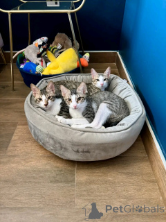 Foto №2 zu Ankündigung № 163744 zu verkaufen perserkatze - einkaufen Finnland quotient 	ankündigung, aus dem tierheim