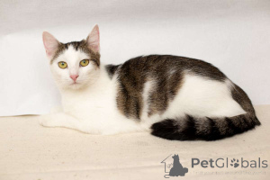 Foto №2 zu Ankündigung № 149226 zu verkaufen  - einkaufen Weißrussland quotient 	ankündigung