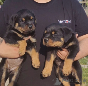 Foto №4. Ich werde verkaufen rottweiler in der Stadt Jagodina. quotient 	ankündigung - preis - verhandelt