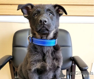 Foto №1. deutscher schäferhund - zum Verkauf in der Stadt Köln | 700€ | Ankündigung № 138530