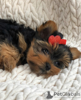 Foto №2 zu Ankündigung № 97352 zu verkaufen yorkshire terrier - einkaufen Deutschland quotient 	ankündigung