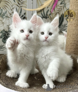 Foto №2 zu Ankündigung № 102159 zu verkaufen maine-coon-katze - einkaufen Deutschland quotient 	ankündigung