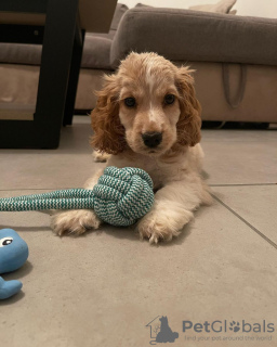 Foto №2 zu Ankündigung № 119847 zu verkaufen english cocker spaniel - einkaufen Bosnien und Herzegowina quotient 	ankündigung