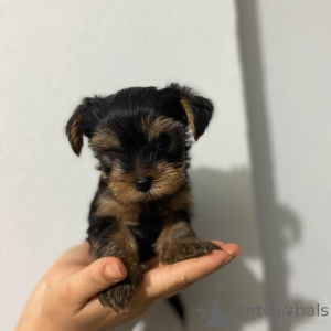 Foto №4. Ich werde verkaufen yorkshire terrier in der Stadt Paris. züchter - preis - 250€