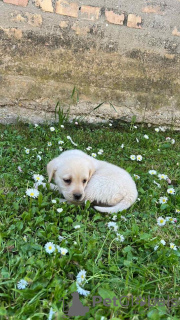 Foto №4. Ich werde verkaufen labrador retriever in der Stadt Jakovo. züchter - preis - verhandelt