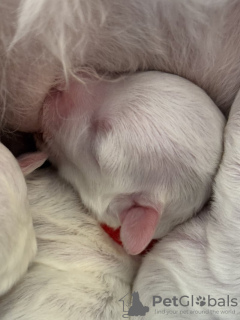 Foto №4. Ich werde verkaufen bichon frisé in der Stadt Jena. quotient 	ankündigung - preis - 584€