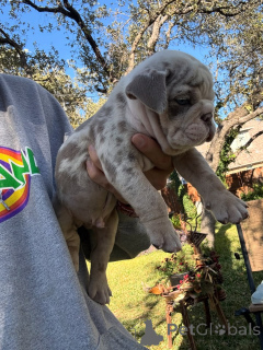 Foto №1. englische bulldogge - zum Verkauf in der Stadt Českorn tíšín | 300€ | Ankündigung № 174641