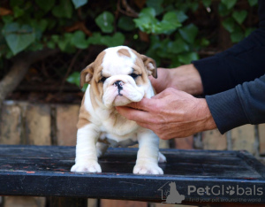 Zusätzliche Fotos: Wunderschöne englische Bulldoggenwelpen