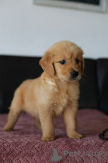 Foto №2 zu Ankündigung № 62309 zu verkaufen golden retriever - einkaufen Polen züchter