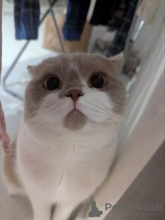 Foto №2 zu Ankündigung № 165880 zu verkaufen britisch kurzhaar - einkaufen Belgien züchter