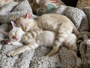 Foto №2 zu Ankündigung № 176769 zu verkaufen bengal katzenrasse - einkaufen Deutschland 