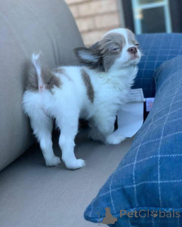 Foto №3. Wir haben Chihuahua-Welpen, die ein neues 5-Sterne-Zuhause suchen und nicht. Großbritannien