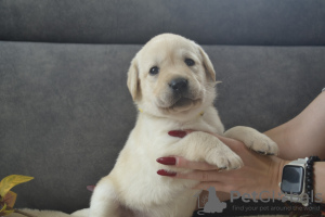 Foto №4. Ich werde verkaufen labrador retriever in der Stadt Berlin. vom kindergarten, züchter - preis - 600€