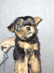 Foto №1. biewer terrier, yorkshire terrier - zum Verkauf in der Stadt Helsinki | 600€ | Ankündigung № 162871