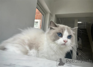 Foto №1. ragdoll-katze - zum Verkauf in der Stadt Aarhus | 350€ | Ankündigung № 153867