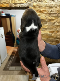 Foto №3. Beagle Welpen. Serbien