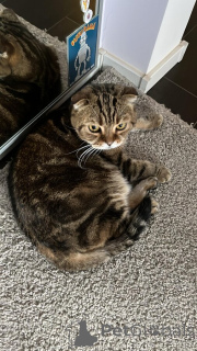 Foto №2 zu Ankündigung № 139037 zu verkaufen schottische faltohrkatze - einkaufen Russische Föderation 