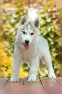 Foto №2 zu Ankündigung № 2597 zu verkaufen siberian husky - einkaufen Russische Föderation vom kindergarten