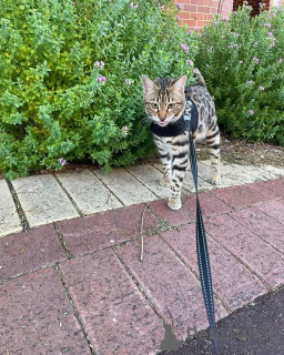 Foto №2 zu Ankündigung № 152727 zu verkaufen bengal katzenrasse - einkaufen Schweiz quotient 	ankündigung