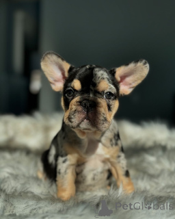 Foto №3. French Bulldogs Welpen zur Adoption. Deutschland