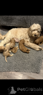 Foto №3. Aprikose F2 Cockapoo. Sie werden es kaum erwarten, ein F1-Cockapoita zu. Finnland