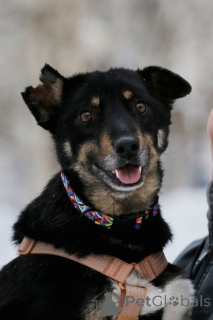 Foto №2 zu Ankündigung № 167279 zu verkaufen mischlingshund - einkaufen Russische Föderation quotient 	ankündigung