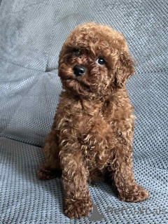 Foto №1. mischlingshund - zum Verkauf in der Stadt Kiew | 700€ | Ankündigung № 160722