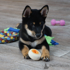 Foto №3. Sibirian Boy-in-On-Schwarz- und Knallfarbe. Russische Föderation