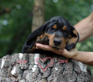 Foto №4. Ich werde verkaufen slovenský kopov in der Stadt Twardogóra. züchter - preis - verhandelt