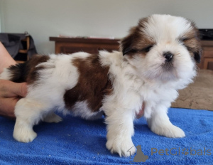 Foto №3. Baby Shih Tzu Welpe verfügbar. Belgien
