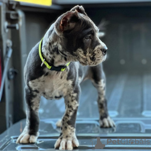 Foto №3. Lernen Sie Rocco kennen, furchtlos, treu und bereit, Ihr Herz für immer zu. Deutschland