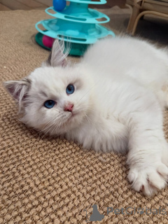 Foto №3. Lernen Sie Milo kennen, unseren Kuschelexperten mit einem Herzen, das so sanft. Schweiz