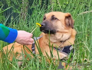 Foto №3. Der kleine sonnige Hund Ike sucht ein Zuhause. Russische Föderation